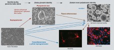 Průběh a výsledek reprogramování vazivové buňky (fibroblastu) závisí  na zvoleném postupu. Po reprogramování do iPS získáme trvalý a obnovitelný zdroj pluripotentních buněk. iPS ale musí následně podstoupit řízenou  diferenciaci k tomu, aby z nich mohly vzniknout specializované buňky.  V průběhu transdiferenciace a přímého reprogramování se mění identita zdrojových buněk přímo podle použitých  liniových genů a diferenciačních  protokolů. Z důvodu získání dostatečného množství požadovaných buněk je ale během reprogramování někdy výhodné nejprve získat dělící se kmenové buňky, které po dostatečném namnožení  projdou finální diferenciací. Orig. a snímky: I. Lišková a J. Klíma