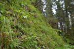 Dalším typickým horským biotopem kohátky jsou vlhké svahy. Monkova dolina v Belianských Tatrách na Slovensku. Foto T. Šimáková