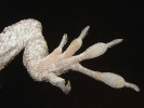 Příčné nedělené adhezivní lamely na rozšířených ventrálních plochách prstů kubánského chameleolise vousatého (Anolis barbatus, dříve Chamaeleolis barbatus), kombinované s drápky umístěnými na nerozšířených koncích prstů. Foto J. Bulantová