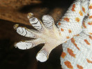 Postupné „rolování“ prstů u jihoasijského gekona obrovského  (Gekko gecko), které umožňuje uvolnit prst ze silného přichycení k podkladu.  Foto J. Bulantová