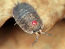  Stínka obecná (Porcellio scaber), označená na hřbetě lakem na nehty. Foto F. Trnka