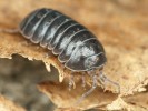 Svinka obecná (Armadillidium vulgare) patří mezi naše nejběžnější svinky. Foto F. Trnka