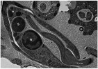 Symbiotická bakterie Candidatus Kinetoplastibacterium sorsogonicusi (S), přítomná v jediném exempláři v cytoplazmě poblíž jádra (N) jednohostitelského trypanosomatida Kentomonas sorsogonicus. Transmisní elektronová mikroskopie. Foto autoři článku