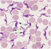 Trypanozoma spavičná (Trypanosoma brucei) je v oblastech subsaharské Afriky původcem onemocnění u člověka (chronická a akutní spavá nemoc) i domácích zvířat (Nagana). Přenašečem jsou mouchy tse-tse (Glossina spp.), které se zde vyskytují v tzv. glosinovém pásmu. Šipky označují jádro (N), kinetoplast (K) a undulující membránu (UM). Foto autoři článku