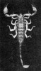 Jeden ze štírů kýlnatých nalezených v r. 1959 na území České republiky. Foto J. Macek, Věstník Československé zoologické společnosti (Lang 1960)