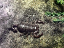 Patrně poslední spatřený štír kýlnatý (Euscorpius tergestinus) na Slapech, fotografovaný v r. 1995. Foto J. Rys