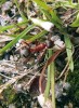 Mravenec loupeživý zastupuje dočasně sociálně parazitický druh a fakultativního otrokáře, využívá  mravence z podrodu Serviformica.  Dělnice na snímku právě odnáší kuklu z hnízda mravence otročícího. Foto P. Pech