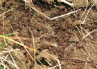 Mravenec horský (Manica rubida) – horský druh osluněných míst  s minimálním vegetačním krytem.  Foto P. Pech