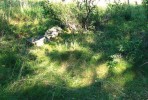 Atypické, reliktní místo výskytu mravence horského v přírodní památce Házlův Kříž. Foto R. Hrdlička