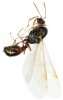 Mravenec rodu Tetramorium – okřídlený samec. V palearktické oblasti leží těžiště výskytu mravenců tohoto rodu na suchých  stepích a polopouštích, u nás se běžně vyskytují na sušších trávnících.  Foto J. Dvořák