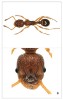 Mravenec Myrmica scabrinodis –  dělnice (nahoře) a detail hlavy (dole). Eurytopní, spíše podřízený druh.  Foto J. Dvořák