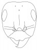 Schéma hlavy mravence loupeživého (Formica sanguinea). Od ostatních  mravenců rodu Formica se snadno  pozná podle vykrojeného horního  pysku. Orig. P. Pech