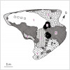 Vegetační mapa vrcholové stepi na Strážišti s vyznačením umístění trvalých ploch. 1 – porost s dominantní kostřavou walliskou (Festuca valesiaca), 2 – k. walliská a strdivka sedmihradská (Melica transsilvanica), 3 – k. žlábkatá (F. rupicola) a válečka prapořitá (Brachypodium pinnatum), 4 – lipnice úzkolistá (Poa an - gustifolia) a jahodník trávnice (Fragaria viridis), 5 – třemdava bílá (Dictamnus albus) a j. trávnice, 6 – keře (trnka, růže, skalník, svída, dřín), 7 – stromy (dub pýřitý, jeřáb ze skupiny jeřábu muku, hloh). Podle: Z. Hroudová a P. Zákravský (1996) a P. Petřík (2017)