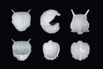 Planktonní protaspidní stadia rodu Isotelus z hřbetní (vlevo nahoře) a břišní strany (vlevo dole), hypostom není zachován. Nahoře uprostřed planktonní protaspidní stadium rodu Remopleurides. Vpravo nahoře část hlavového štítu meraspidního jedince stejného rodu. Uprostřed a vpravo dole ocasní štíty meraspidních stadií téhož rodu. U všech jedinců (pocházejících ze sbírek Přírodovědného muzea v Londýně) byl původně vápnitý krunýř nahrazen oxidem křemičitým a mohli tedy být získáni z vápence rozpuštěním v kyselině. Délka všech jedinců asi 1 mm