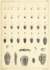 Tabule č. 7 z díla Joachima Barranda, první svazek Systême Silurien du Centre de la Bohême (1852) s vyobrazením  ontogeneze kambrického trilobita druhu Sao hirsuta (viz také obr. 1, 7 a na první straně obálky). Třída Trilobita zahrnuje vymřelé, výhradně mořské členovce,  kteří se poprvé objevují před 520 miliony let v kambriu a vymírají před 250 miliony let na konci permu. Mezi charakteristické znaky této skupiny patří především podélné členění těla na osní lalok a postranní laloky, příčné členění  na hlavový štít (cephalon), trup (thorax) a ocasní štít (pygidium), kalcifikovaná hřbetní vnější chitinová kostra (exoskelet), kalcifikované oční čočky, břišní  duplikatura, hypostom a dvouvětevné  nekalcifikované končetiny.
