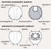 Typická morfologie bentického  protaspidního stadia připomínající dospělce (nahoře) a planktonního, dospělcům nepodobného protaspidního stadia (dole), vždy z hřbetní (vlevo) a břišní strany (vpravo). Podle:  R. A. Fortey a B. D. E. Chatterton (1988)  a L. Laibl a kol. (2014), upraveno