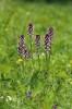 Evropský vstavač osmahlý (Neotinea ustulata) je orchidejí s nejdelším známým ontogenetickým vývojem. Od výsevu se­men do květu může běžně uplynout 15 let. Foto J. Ponert