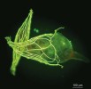 Klíčící semeno americké epifytické orchideje Erycina pusilla. Při klíčení  dojde ke zvětšování embrya, které  protrhne osemení. Na apikálním konci (vpravo) je patrná špička zakládajícího se  růstového vrcholu prýtu. V pozadí  nevyklíčené semeno. Umělé barvy  fluorescenčního mikroskopu. Foto J. Ponert