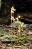 Sklenobýl bezlistý (Epipogium aphyllum) – příklad nezelené orchideje, která je po celý život mykoheterotrofní. Většinu života stráví pod zemí a nápadná je pouze během krátkého období kvetení. Foto J. Ponert