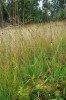 Nález šupinovky Henningsovy na lokalitě V Rájích u Třeboně. Plodnice se nacházely na kopečku rašeliníku – bultu,  mezi poměrně vysokou vegetací. Foto J. Holec