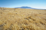 Ohňový klimax vytvořený invazí sveřepu střešního (Bromus tectorum) v severní Nevadě, USA. Foto J. Randall