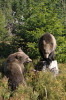 Výskyt medvědů v chráněné krajinné oblasti Beskydy je plně závislý na životaschopné medvědí populaci na Slovensku a na funkčních migračních koridorech propojujících horské celky, kde tato šelma žije. Mladí medvědi se v beskydských lesích objevují téměř každoročně, ale jen přechodně, protože zde již nenacházejí vhodné prostředí. Foto F. Jaskula