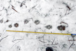 Stopy vlka obecného (Canis lupus) v Beskydech. Dobré sněhové podmínky umožňují hledání pobytových stop, a jsou proto vhodné k monitorování vlků a rysů v zimním období. Foto M. Bojda