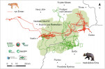 Prostorová aktivita velkých šelem sledovaná pomocí GPS telemetrie na česko-slovenském pomezí. Linie reprezentují rozptyl mladého rysa Emana a medvědice Emy Zdroj: Ústav ekologie lesa MENDELU, Tatranský národní park, Polsko, a Hnutí DUHA Šelmy