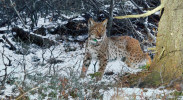 Jeden z telemetricky sledovaných samců rysa ostrovida (Lynx lynx) na území chráněné krajinné oblasti Beskydy, pojmenovaný Lukáš, krátce po nasazení sledovacího zařízení. Foto M. Duľa