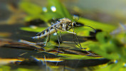 Dospělec komára rodu Aedes v širším pojetí po vylíhnutí z kukly. Foto H. Habrman