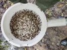 Dipper – nádoba používaná pro odhad hustoty larev komárů ve sledovaných tůních. Kukly komárů z 18. května 2023 s mnohem vyšší denzitou než v předchozích týdnech v důsledku zmenšení plochy tůně na lokalitě č. 55. Foto M. Rulík