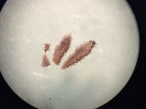 Na hladině plovoucí „člunky“ se slepenými vajíčky komárů rodu Culex. Foto M. Rulík