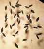 Vajíčka jarních komárů z komplexu rodu Aedes. Foto L. Fišarová