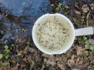 Dipper – nádoba používaná pro odhad hustoty larev komárů ve sledovaných tůních.  Masové líhnutí larev 1. května 2023 po zaplavení větší části tůně – vysoká hustota larev s přítomností dvou velikostních kohort. Foto M. Rulík