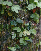 Gametofyt kapradiny rodu kapraď (Dryopteris). Šipka ukazuje na tmavě zelený gametofyt kapradě, z něhož vyrůstá sporofyt. Foto F. Kolář