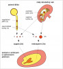 Dvojité oplození krytosemenných rostlin. První spermatická buňka splývá s vaječnou buňkou za vzniku zygoty a poté embrya, zatímco druhá splývá s centrálním jádrem zárodečného vaku za vzniku vyživovacího pletiva (endospermu). Označení n, 2n – viz obr. 1, 3n – přítomnost tří sad chromozomů. Podle A. Vosolsobě (Balážová a kol. Rozmnožování z pohledu evoluce, Academia, Praha 2016), kreslila R. Bošková
