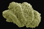 Prasklý prašník citlivky stydlivé (Mimosa pudica), z kterého se uvolňují pylová zrna, pod skenovacím  elektronovým mikroskopem. Počítačově kolorováno. Foto D. Honys