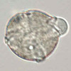 Klíčící pylové zrno tabáku virginského (Nicotiana tabacum) pod světelným mikroskopem. Foto J. Fíla