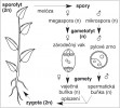 Životní cyklus krytosemenných  rostlin. Písmeno n značí generaci  s jednou kopií genetické informace,  2n – přítomnost dvou sad chromozomů. Blíže v textu. Podle A. Vosolsobě (Balážová a kol. Rozmnožování z pohledu evoluce, Academia, Praha 2016), kreslila R. Bošková