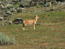 Vlček etiopský (Canis simensis) –  nejohroženější psovitá šelma na světě a hlavní predátor hlodouna velkého. Foto T. Vlasatá