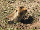 Nad zemí se hlodoun velký (Tachyoryctes macrocephalus) vyskytuje,  i když se právě nevěnuje sběru potravy  nebo vyhrabávání zeminy. Podle naší  hypotézy může jít o slunění (basking). Foto T. Vlasatá