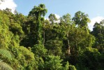 Tropické lesy v okolí jeskyní představují přirozený lovecký biotop, poskytující netopýrkům dostatek potravy. Foto P. Šrámek