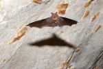 Netopýrek thajský je obratný letec a i díky své malé velikosti dokáže  v jeskyních využívat nejskrytější zákoutí. Foto P. Šrámek