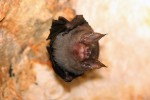 Při spodním pohledu na netopýrka nás upoutá „vepří nos“ (proto anglicky Kitti’s Hog-nosed Bat), zvláštně tvarovaný tragus (ušní víčko) i smyslové chlupy odstávající z křídel, které mu dodávají informace o kinetice letu. Foto P. Šrámek