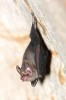 Visící netopýrci thajští jsou i přes velikost odpovídající čmelákovi  na světlých stěnách nápadní.  Jejich srst může být zbarvena do šeda  (jedinec na fotografii) nebo do hněda. Foto P. Šrámek