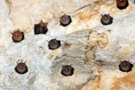 Netopýrek thajský (Craseonycteris  thonglongyai) patří k druhům tvořícím ve vhodných jeskyních  početné kolonie.  Jedinci se však nikdy vzájemně nedotýkají, ani nevisí v těsné  blízkosti. Kolonie mají formu řídkých shluků a mohou zabírat  i přes relativně  malý počet jedinců značnou plochu.  Foto P. Šrámek