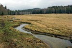 Jedlový potok – rok po revitalizaci. Foto I. Bufková a V. Rádková