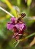  Pestřenky se občas nechají zmást a sbírají spory květní sněti místo pylu. Foto T. Koubek