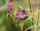 Na květy hvozdíku přilétají pestřenky a sbírají pyl. Na snímku pestřenka  hrušňová (Scaeva pyrastri). Foto J. Štenc