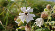 Poradí si se širokým záběrem  hostitelských rostlin – kromě hvozdíku parazitují květní sněti také např. na silence širolisté bílé (Silene latifolia  subsp. alba). Foto  M. Kasner